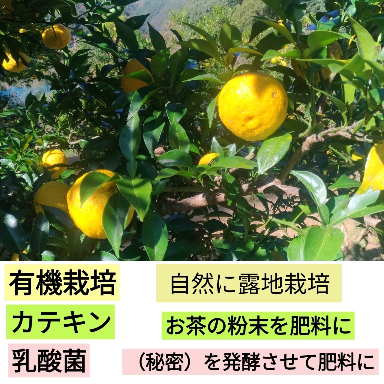 ゆずゆず購入グレーのM グレー系 | GUESS(ゲス) JAPAN 公式オンラインストア | GUESS