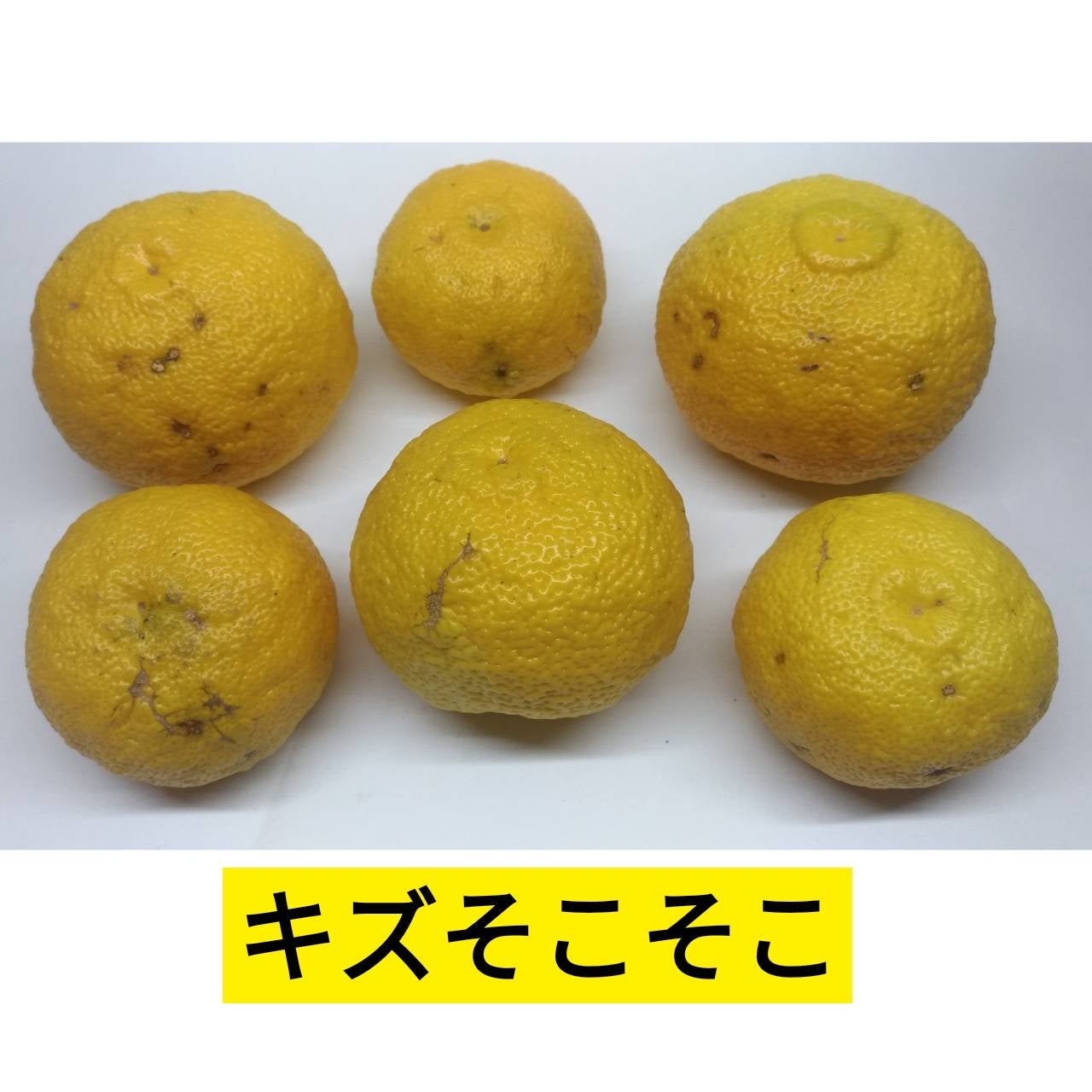 リピーター様限定ページ | ゆずファクトリー 柚子製品直売